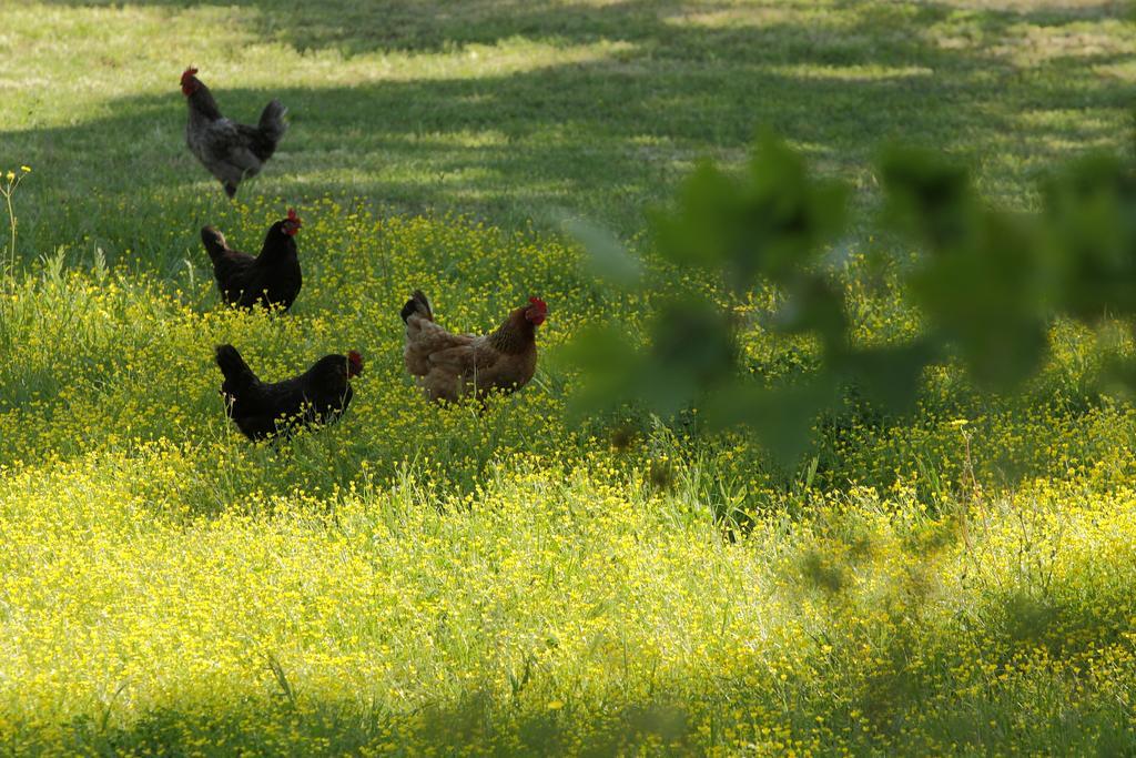 Lithies Farm Houses Vasilikí Dış mekan fotoğraf
