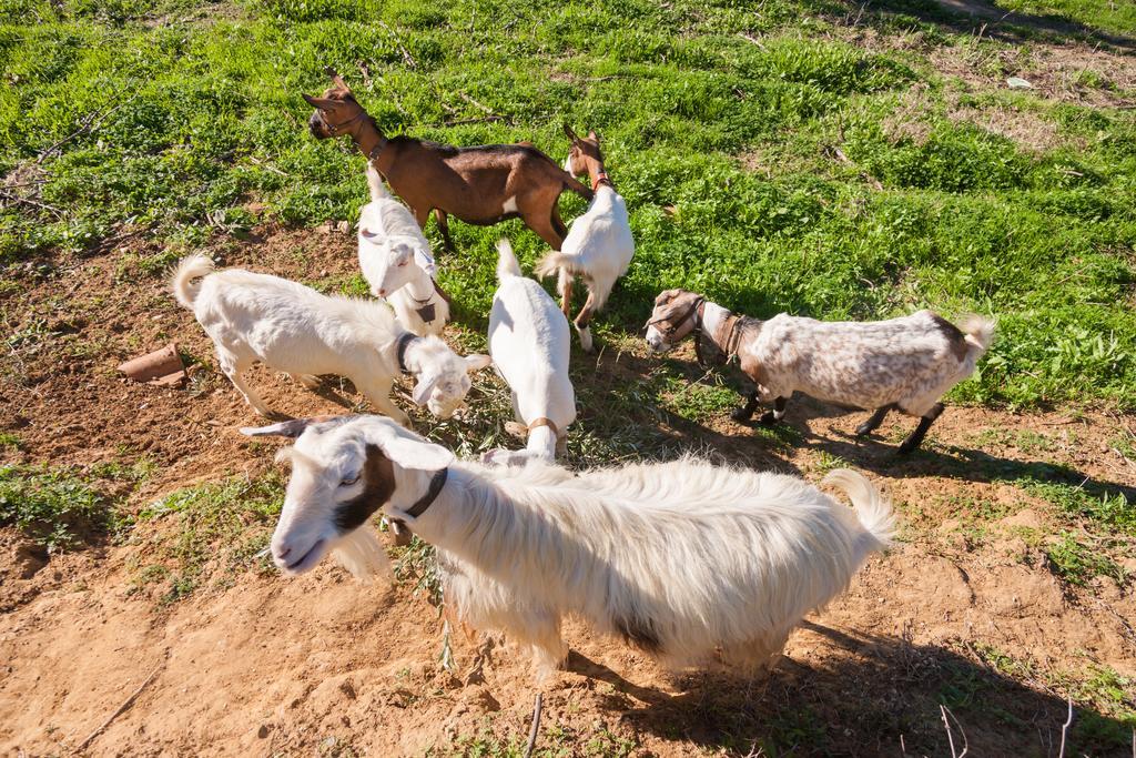 Lithies Farm Houses Vasilikí Dış mekan fotoğraf